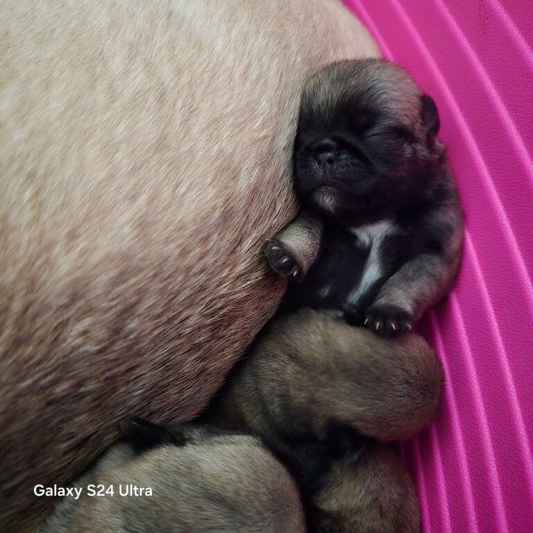 Pug puppies for sale in New Tredegar, Caerphilly - Image 2