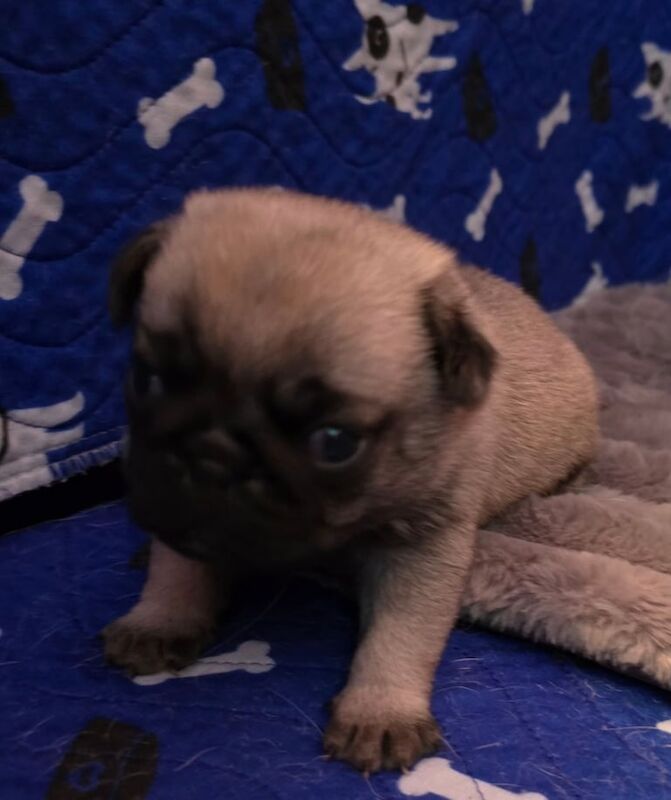 Pug puppies for sale in New Tredegar, Caerphilly - Image 3