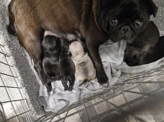 PUG Puppies available for new homes 4th December 2024 for sale in Pontefract, West Yorkshire - Image 2