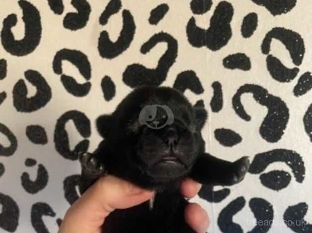 PUG puppies chunky panda pugs for sale in Scunthorpe, Lincolnshire - Image 2