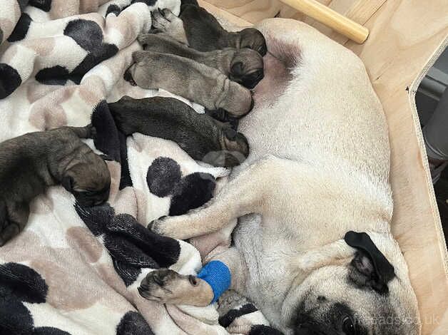 Pug puppies (cross) FOR SALE in Wolverhampton, West Midlands - Image 1