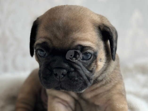 Pug puppies (cross) FOR SALE in Wolverhampton, West Midlands - Image 2