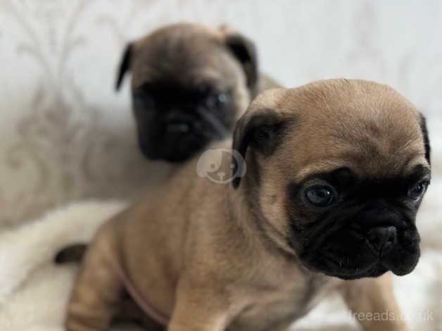 Pug puppies (cross) FOR SALE in Wolverhampton, West Midlands - Image 3