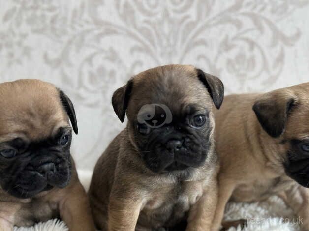 Pug puppies (cross) FOR SALE in Wolverhampton, West Midlands - Image 4