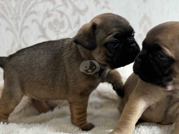 Pug puppies (cross) FOR SALE in Wolverhampton, West Midlands - Image 5