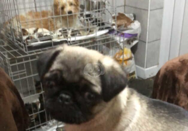 Pug puppies for sale in Aberdare/Aberdar, Rhondda Cynon Taf