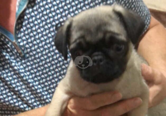 Pug puppies for sale in Aberdare/Aberdar, Rhondda Cynon Taf - Image 2