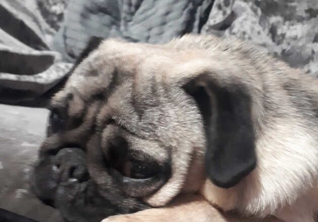 Pug puppies for sale in Aberdare/Aberdar, Rhondda Cynon Taf - Image 3