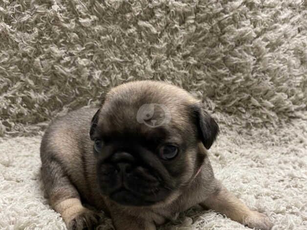 Pug puppies for sale in Coventry, West Midlands