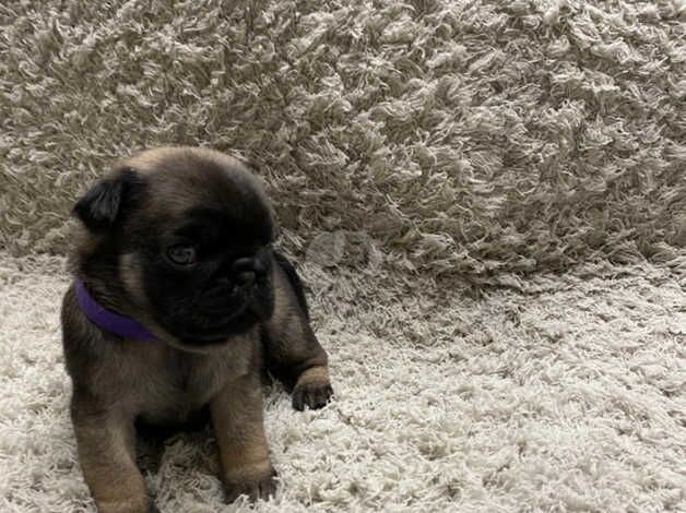 Pug puppies for sale in Coventry, West Midlands - Image 2