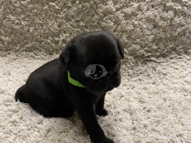 Pug puppies for sale in Coventry, West Midlands - Image 3