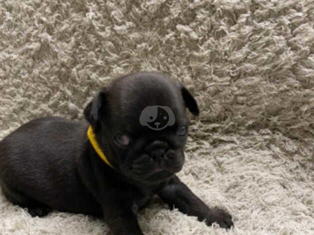 Pug puppies for sale in Coventry, West Midlands - Image 4