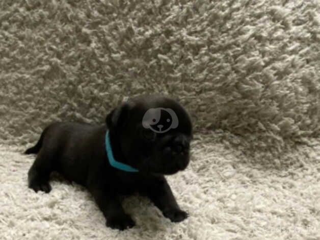 Pug puppies for sale in Coventry, West Midlands - Image 5