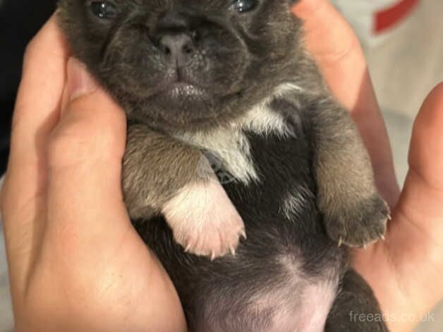 Pug puppies for sale in Holywell, Fermanagh - Image 1