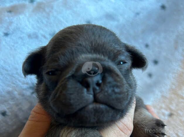 Pug puppies for sale in Holywell, Fermanagh - Image 2