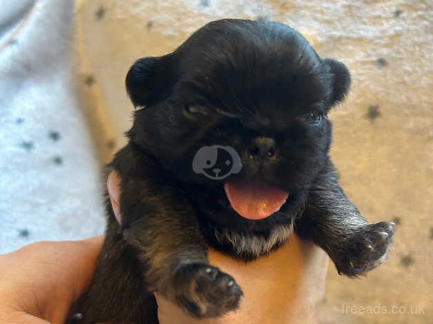 Pug puppies for sale in Holywell, Fermanagh - Image 4