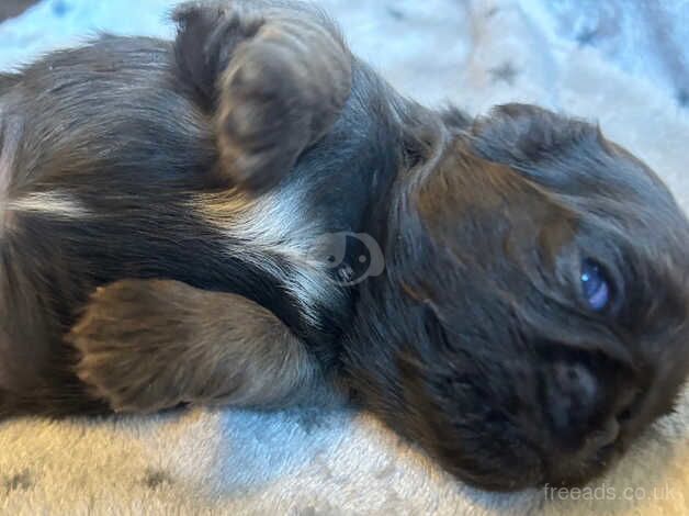 Pug puppies for sale in Holywell, Fermanagh - Image 5