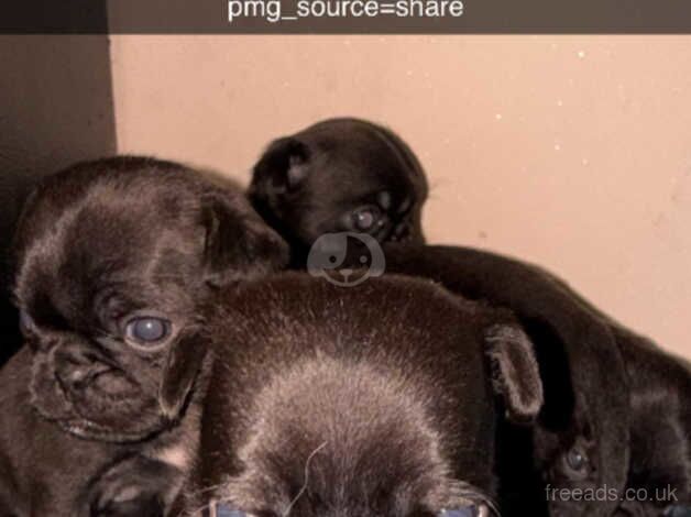 Pug puppies for sale in Swansea/Abertawe, Swansea - Image 2