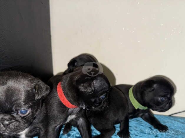 Pug puppies for sale in Swansea/Abertawe, Swansea - Image 3