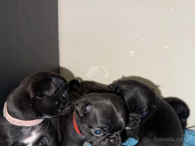 Pug puppies for sale in Swansea/Abertawe, Swansea - Image 4