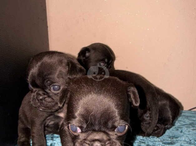 Pug puppies for sale in Swansea/Abertawe, Swansea - Image 5