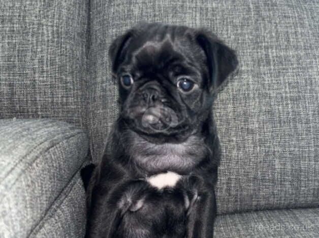 Pug puppies for sale in Merthyr Tydfil - Image 1