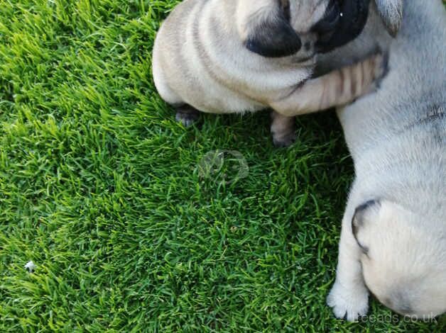 Pug puppies for sale in Carmarthen, Carmarthenshire - Image 1