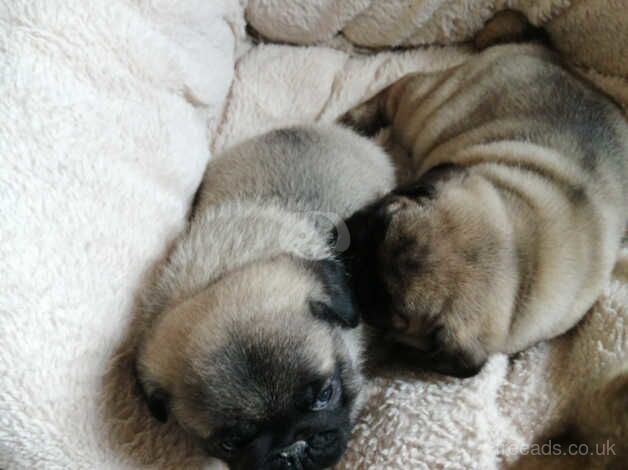 Pugs for sale in Carmarthen, Carmarthenshire