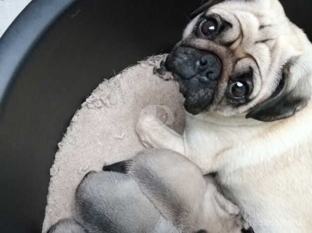 Pug Puppies for sale in Carmarthenshire