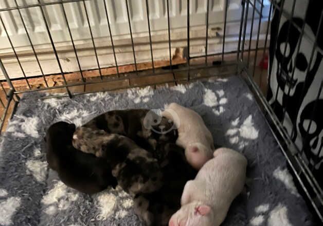 Pug Puppies for sale in Gloucestershire