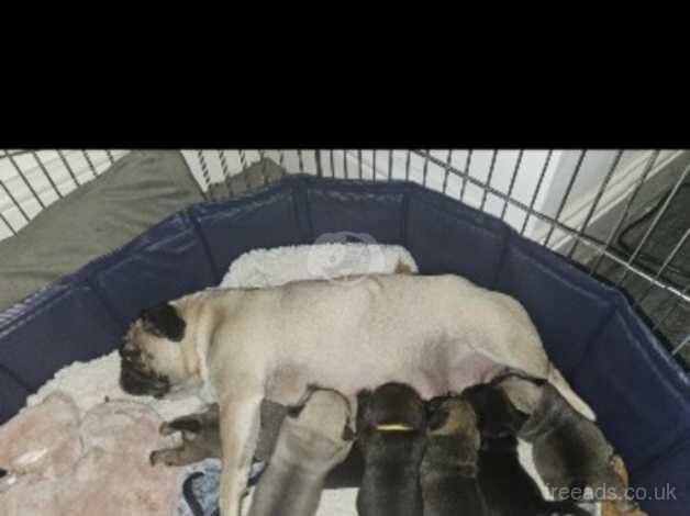 Pug puppies for sale in Cleethorpes, Lincolnshire - Image 1