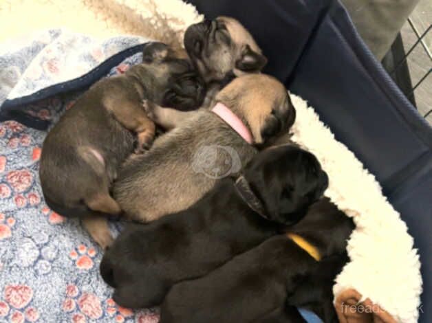 Pug puppies for sale in Cleethorpes, Lincolnshire - Image 2