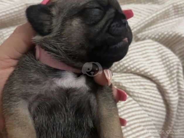 Pug puppies for sale in Cleethorpes, Lincolnshire - Image 3