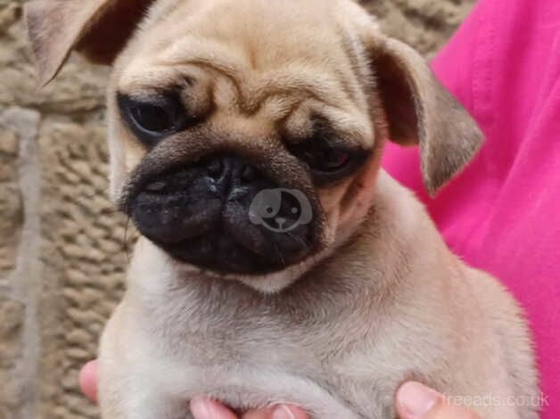 Pug puppies for sale in Coatbridge, North Lanarkshire