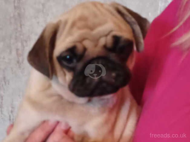 Pug puppies for sale in Coatbridge, North Lanarkshire - Image 3