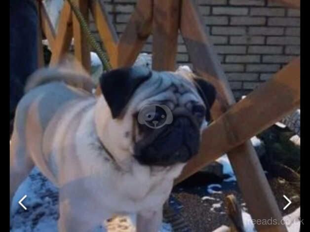 Pug puppies for sale in Coatbridge, North Lanarkshire - Image 5