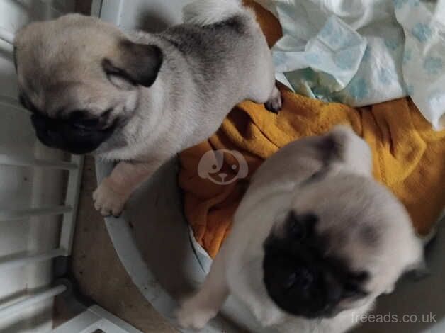 Pugs for sale in Daventry, Northamptonshire