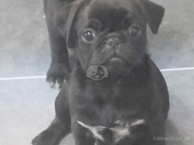 pug puppies for sale in Gateshead, Tyne and Wear