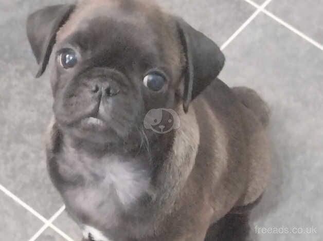 pug puppies for sale in Gateshead, Tyne and Wear - Image 2