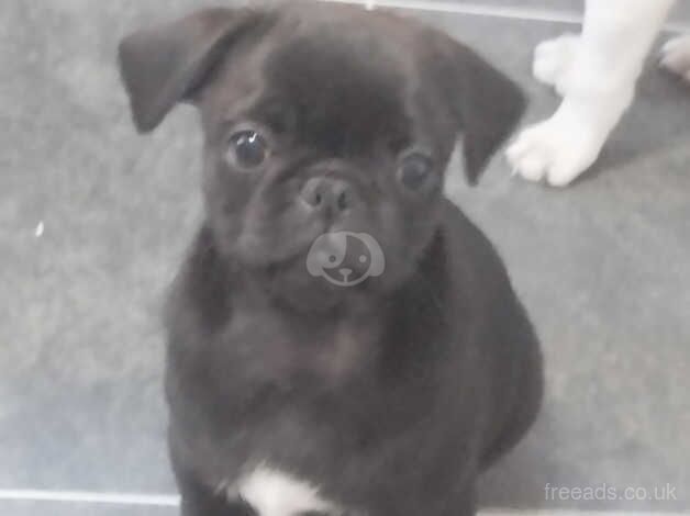 pug puppies for sale in Gateshead, Tyne and Wear - Image 3