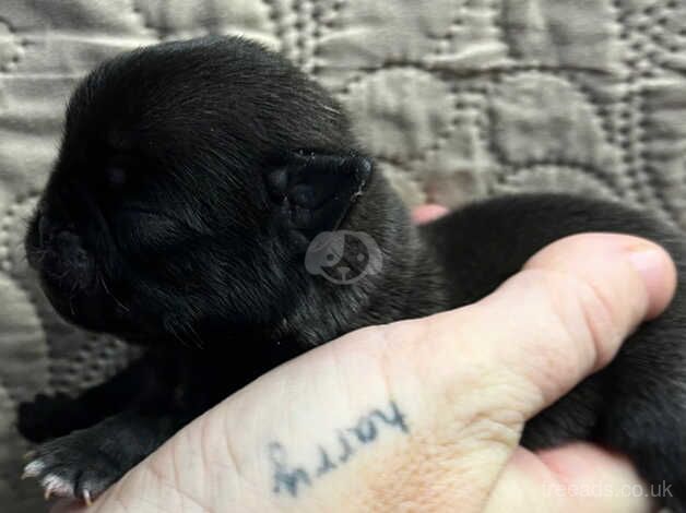 Pug puppies for sale in Great Yarmouth, Norfolk - Image 1