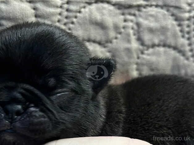 Pug puppies for sale in Great Yarmouth, Norfolk - Image 2