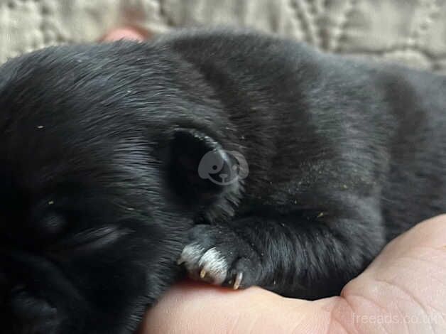 Pug puppies for sale in Great Yarmouth, Norfolk - Image 4