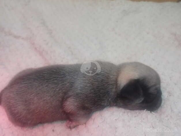 pug puppies for sale in Leicester, Leicestershire - Image 3