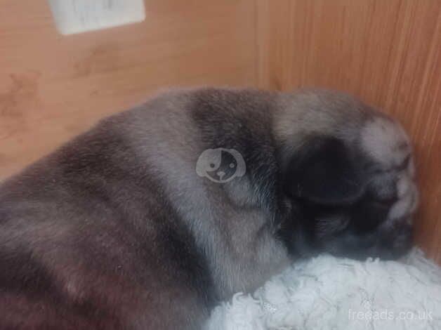 pug puppies for sale in Leicester, Leicestershire - Image 4