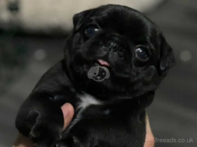 Pug pups for sale in Manchester, Greater Manchester