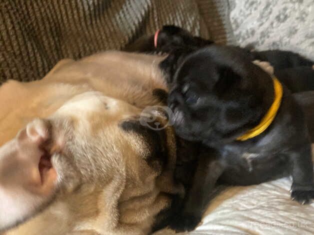 Pug pups for sale in Manchester, Greater Manchester - Image 2