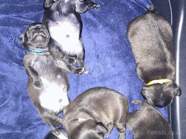 Pug pups for sale in Manchester, Greater Manchester - Image 3