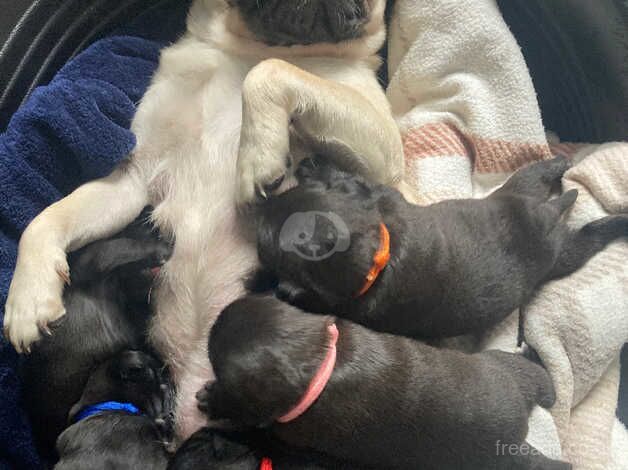 Pug pups for sale in Manchester, Greater Manchester - Image 4