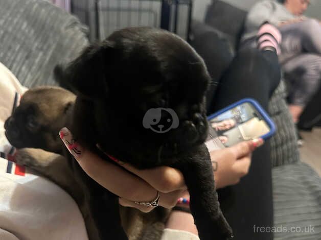 Pug puppies for sale in Milton Keynes, Buckinghamshire